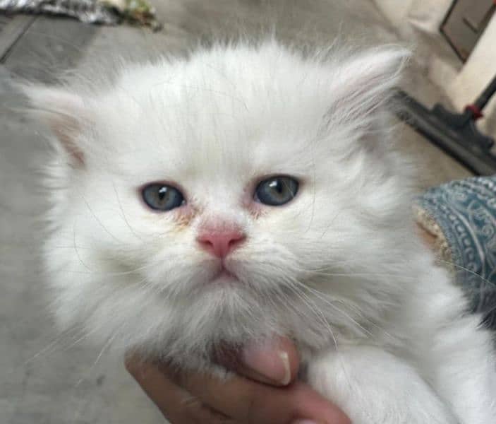 Persian cat / Cat / persian kitten / Triple coat kitten for sale 1