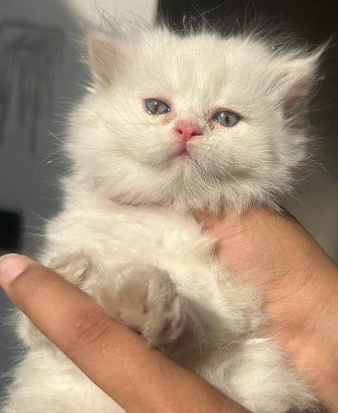 Persian cat / Cat / persian kitten / Triple coat kitten for sale 2