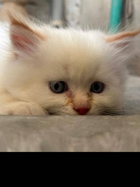 Persian cat / Cat / persian kitten / Triple coat kitten for sale 3