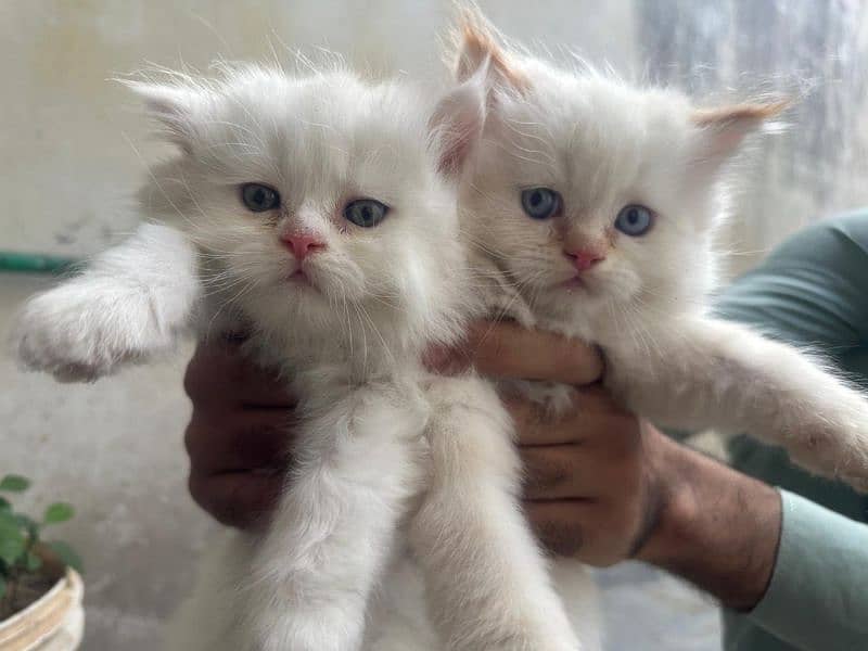 Persian cat / Cat / persian kitten / Triple coat kitten for sale 4