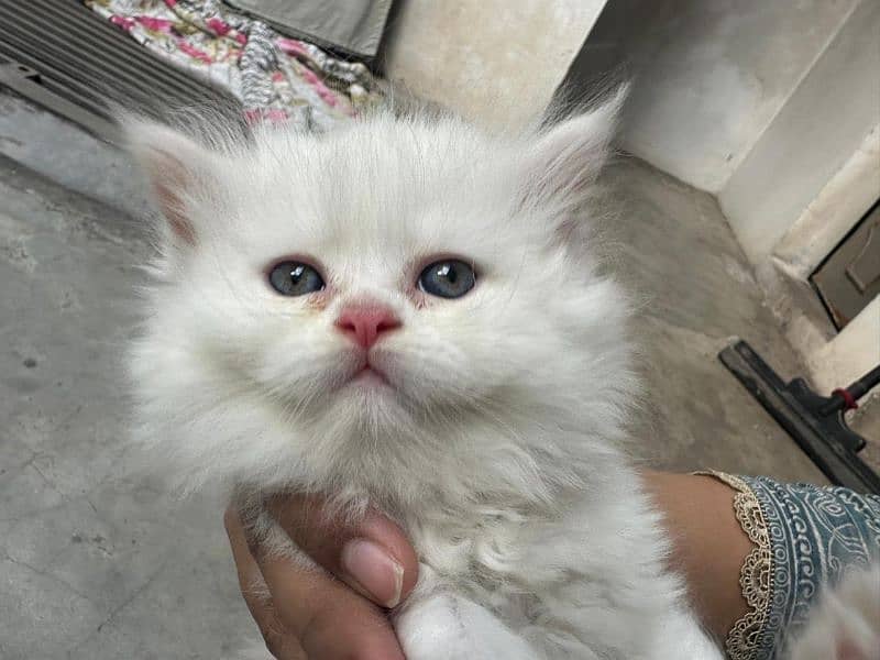 Persian cat / Cat / persian kitten / Triple coat kitten for sale 5