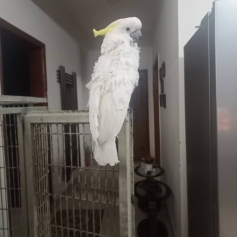 Triton Cockatoo Male 1