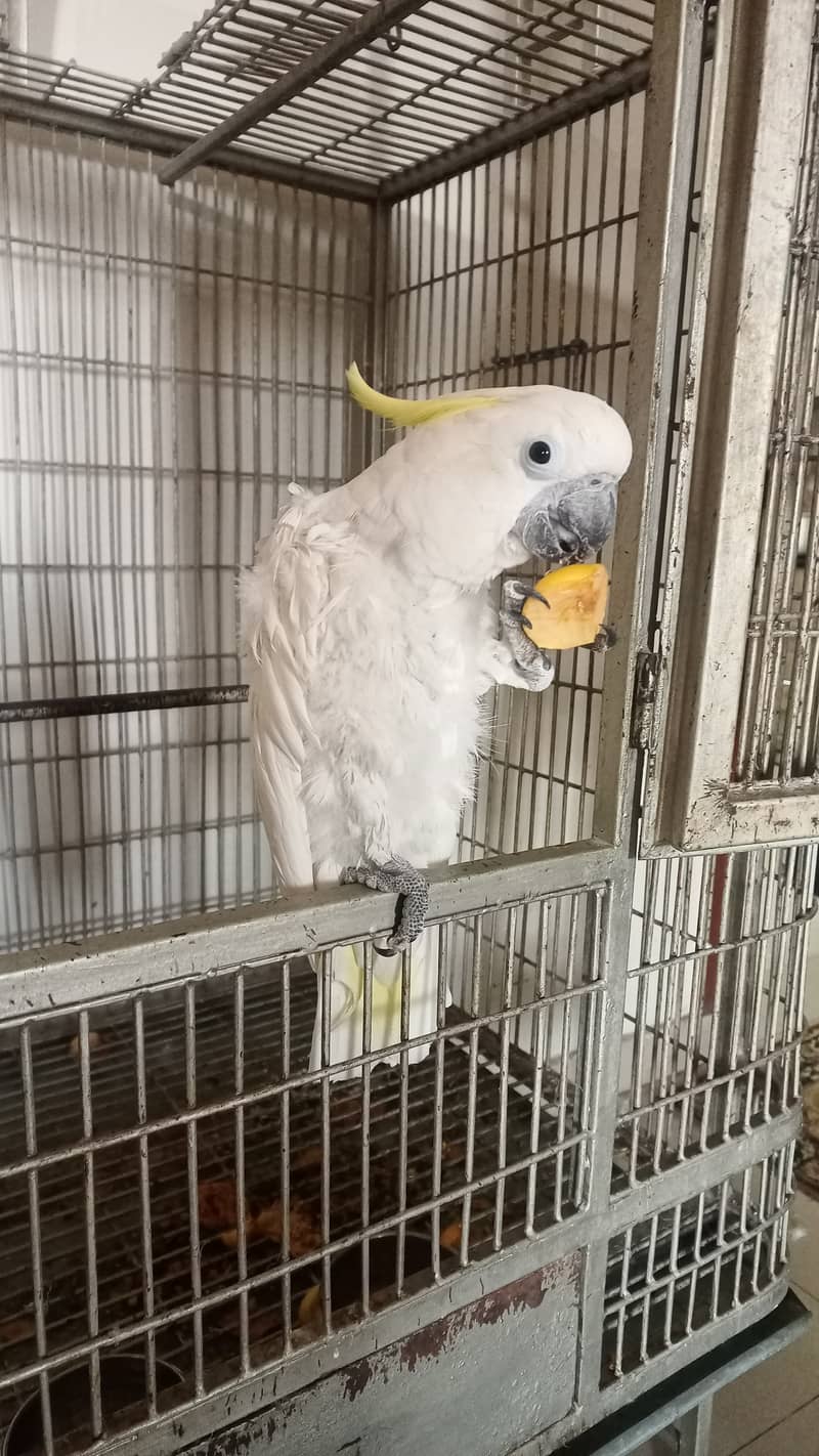 Triton Cockatoo Male 2