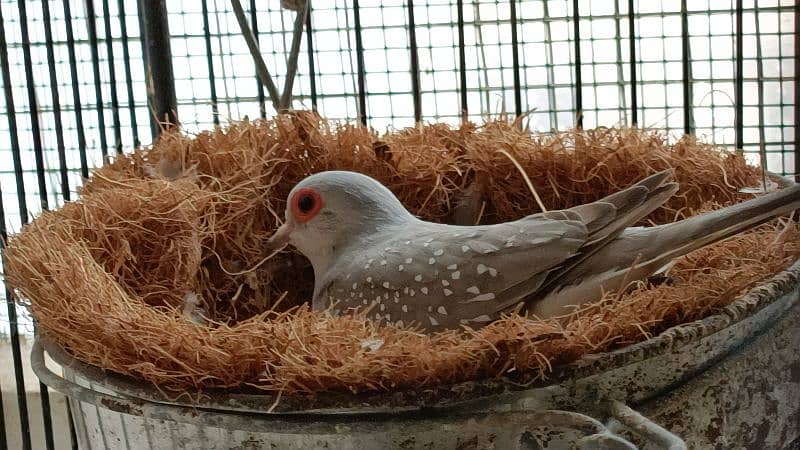 red pied dove 6
