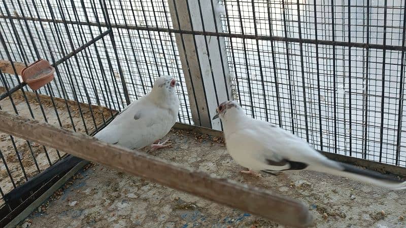red pied dove 10