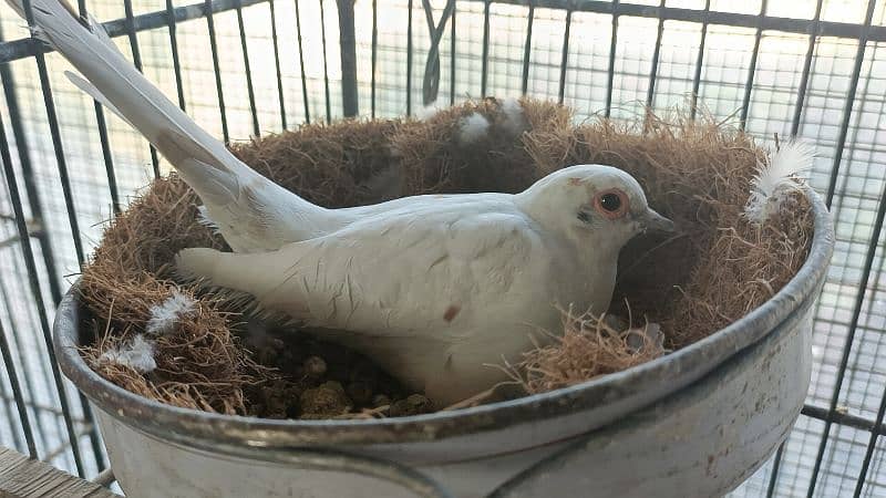 red pied dove 12