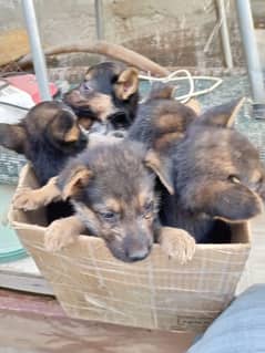 German shepherd puppies available fully active 1 month male and female