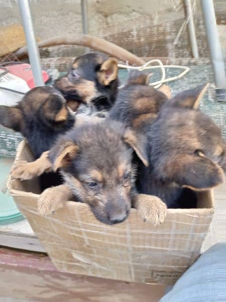 German shepherd puppies available fully active 1 month male and female 0