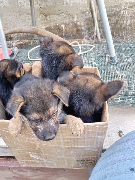 German shepherd puppies available fully active 1 month male and female 1
