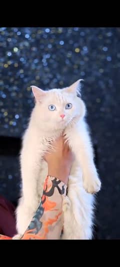 Blue eyes Persian cat