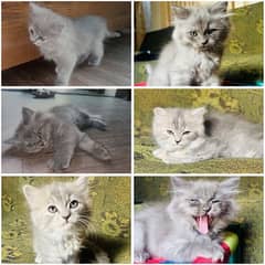 2 Months old Persian kittens