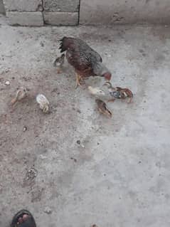 Aseel Hen With 7 Chicks