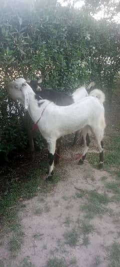 desi bkray goats for sale