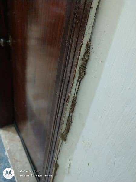 Termite bedbugs and cockroaches expert. NO INSECT FUMIGATION SERVICE 5