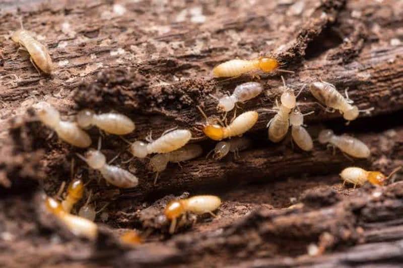 Termite bedbugs and cockroaches expert. NO INSECT FUMIGATION SERVICE 8
