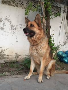 German shepherd Breeder female available Healthy and active dog