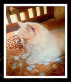 persian cat | 22 months old | ashe