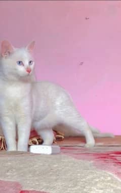 young male cat . Lovely Male cat