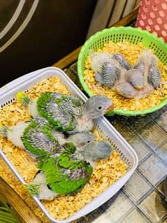 Raw Parrot Chicks Pahari Toota