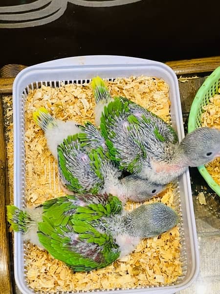 Raw Parrot Chicks Pahari Toota 2