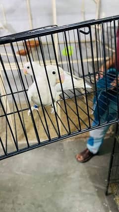 Albino love birds with accessories Flight cages Available