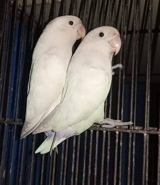 Albino love birds with accessories Flight cages Available 1