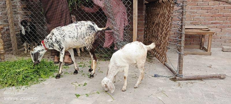 goat white 2