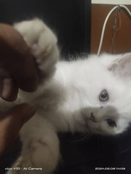 male pure white fluffy kitten 1