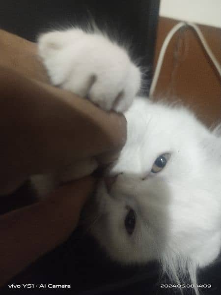 male pure white fluffy kitten 3
