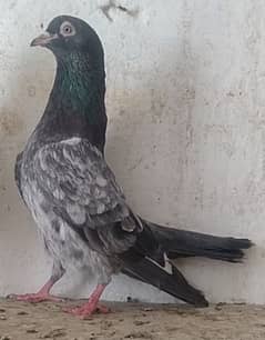 kamanger teddi pigeons