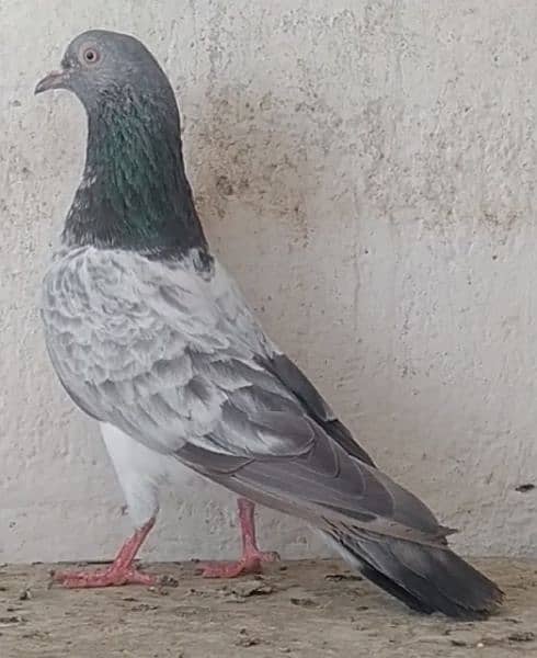 kamanger + teddi pigeons 1