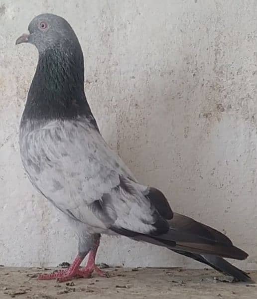 kamanger + teddi pigeons 2