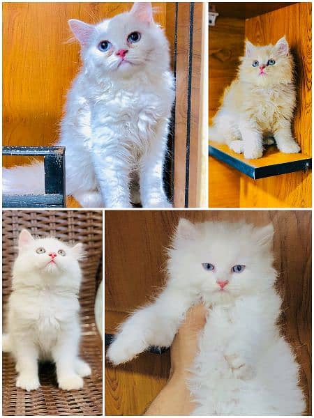 Persian punch face triple coated cat's and kitten's 3