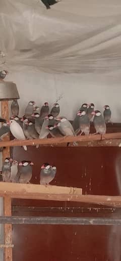 Jawa Sparrows Full Setup