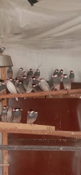 Jawa Sparrows Full Setup 0