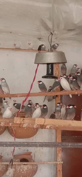 Jawa Sparrows Full Setup 1
