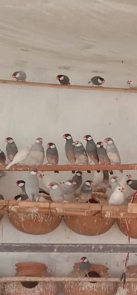 Jawa Sparrows Full Setup 2