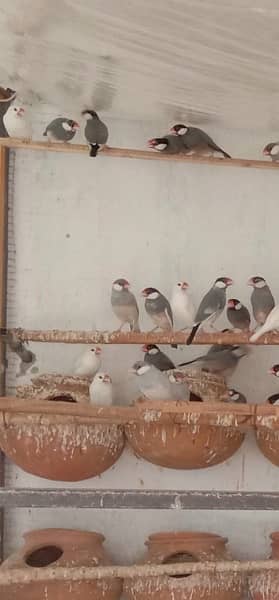 Jawa Sparrows Full Setup 3