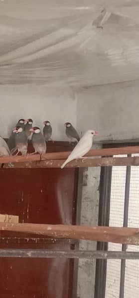 Jawa Sparrows Full Setup 4