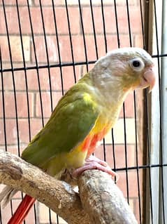 pineapple conure same tamed for sale