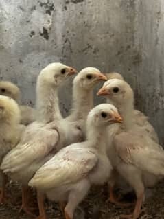 Mashallah white heera  chicks