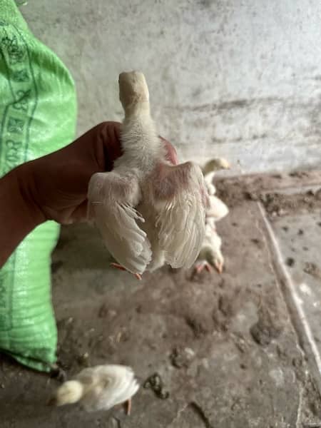 Mashallah white heera  chicks 1