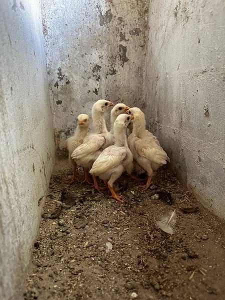 Mashallah white heera  chicks 2