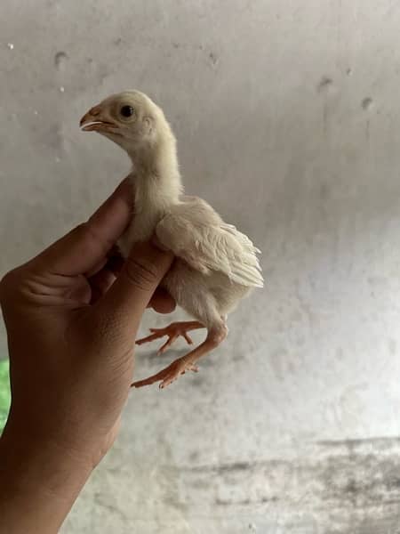 Mashallah white heera  chicks 3
