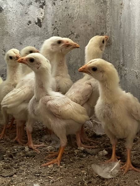 Mashallah white heera  chicks 4