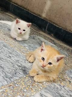 turkiah angora kitten 1.5 month old both for 18k