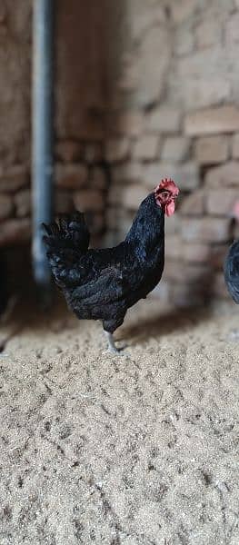 asterlop and hens RIR checks for sale 6