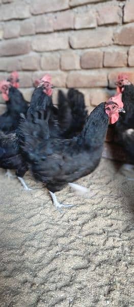 asterlop and hens RIR checks for sale 8