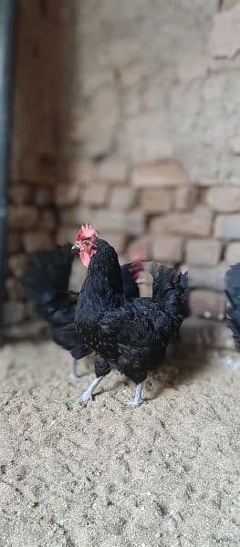 asterlop and hens RIR checks for sale 10