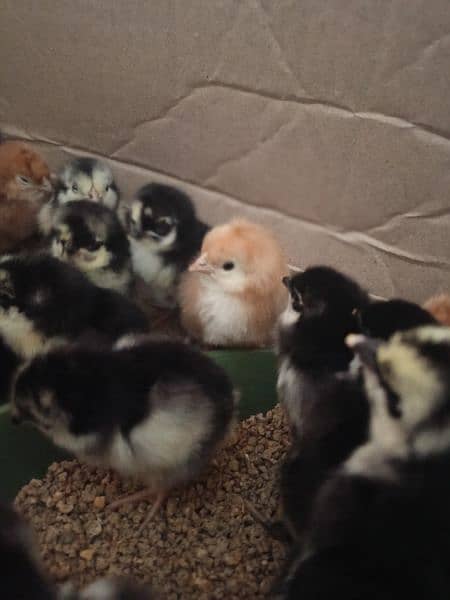 asterlop and hens RIR checks for sale 12